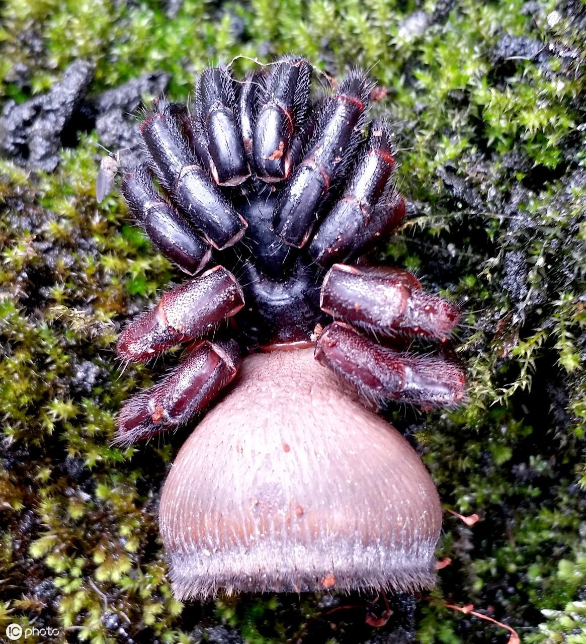 养蜘蛛能赚钱？金钱活门蛛到底有什么魔力？