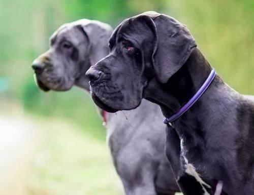 大丹犬吃什么才不会把家吃垮？