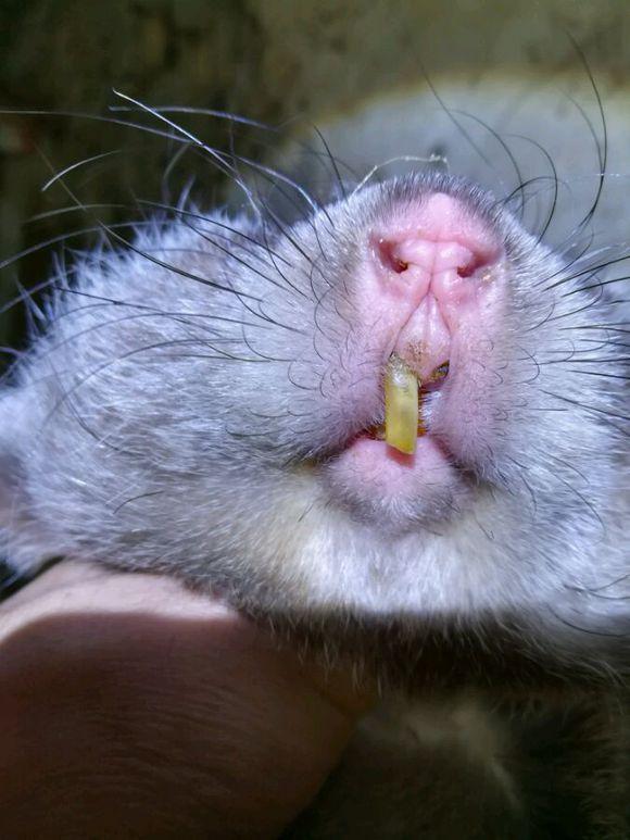 竹鼠养殖真的能年入百万吗？