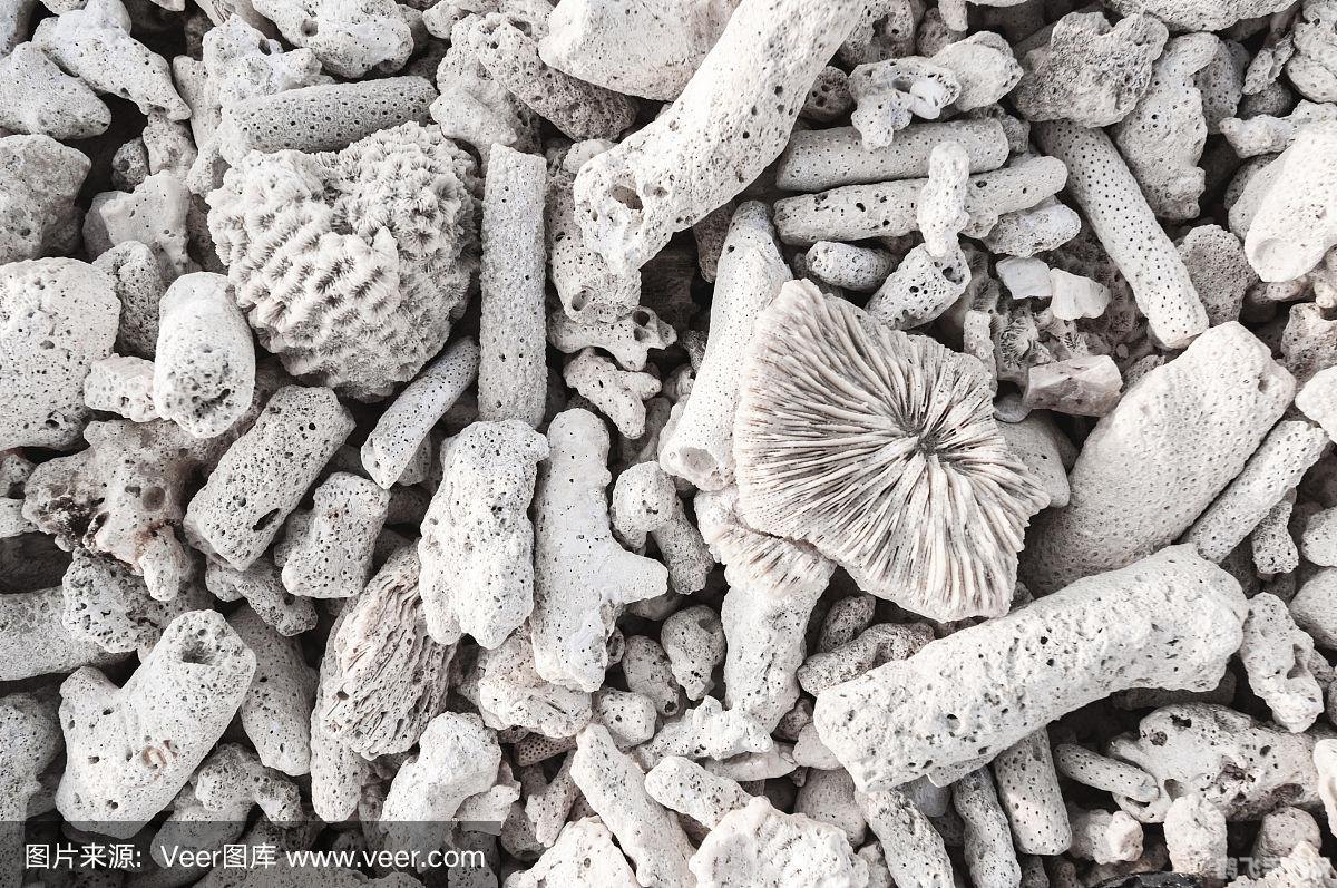 五彩珊瑚碎片为何能成为海洋中的瑰宝？