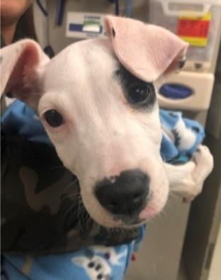 大丹犬真的像外表那么凶吗？