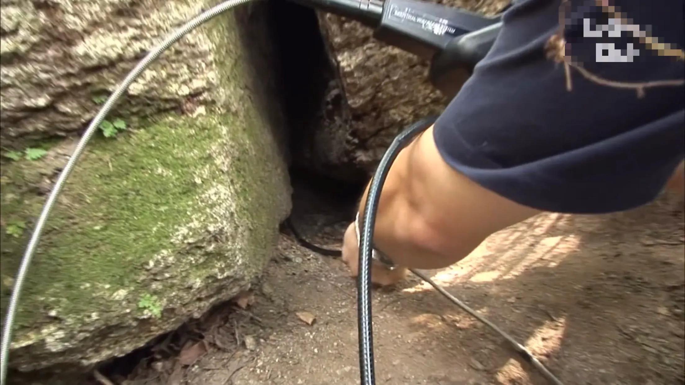 狗狗身上吸血虫到底有多可怕？