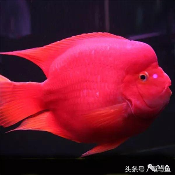 血红鹦鹉怎么养才能红得发紫？