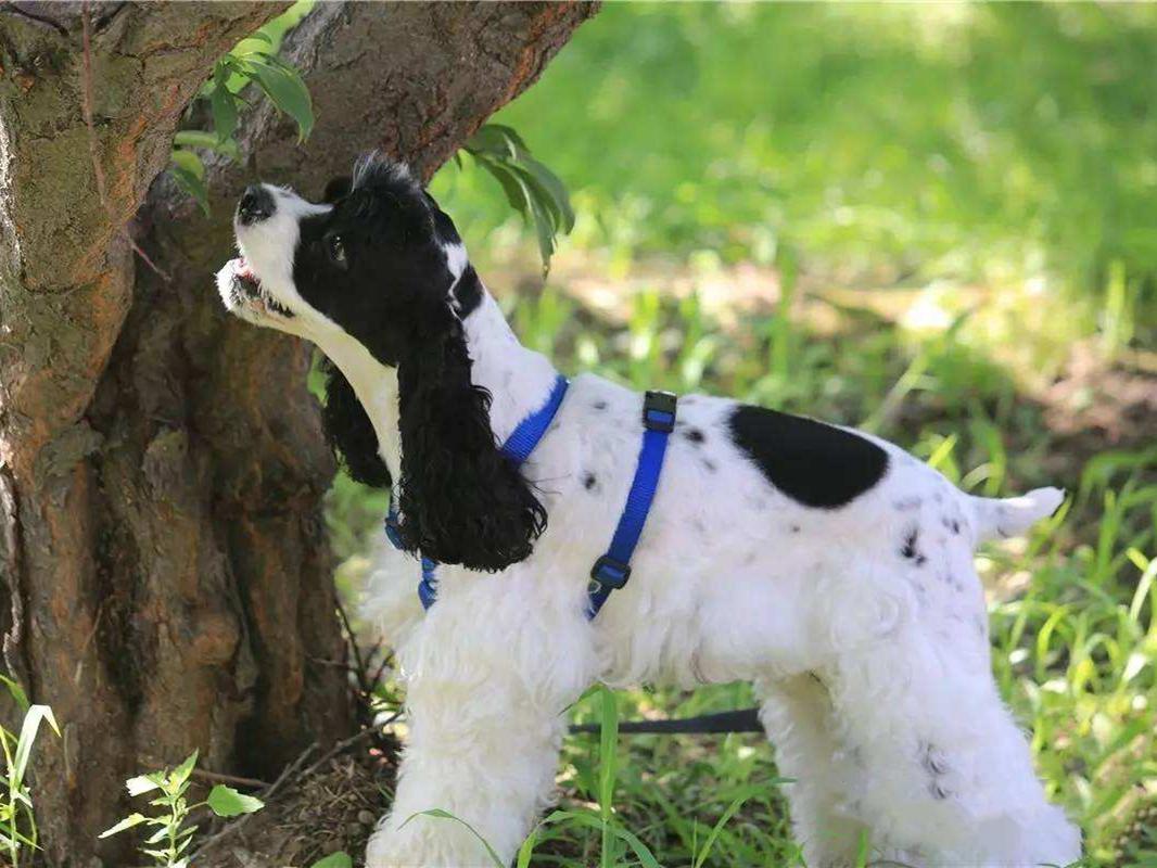 犬瘟热初期症状识别:如何及时发现并治疗你的爱犬 犬瘟热初期症状识别:如何及时发现并治疗你的爱犬
