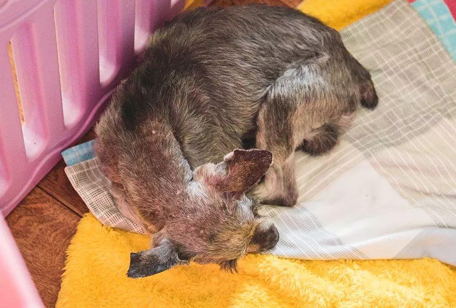 救助犬真的能改变人类生活吗？