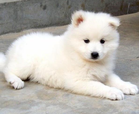 养苏格兰牧羊犬真的像看上去那么轻松吗？