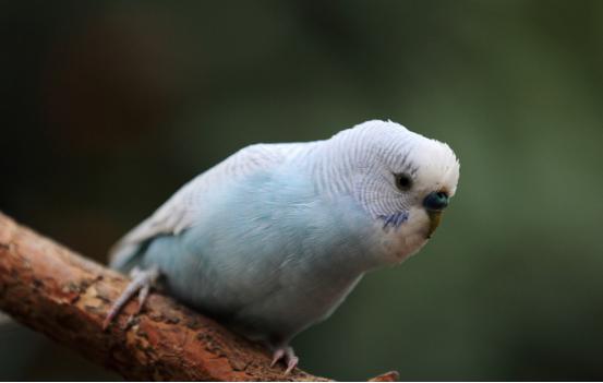 暗色鹦鹉真的适合新手饲养吗？