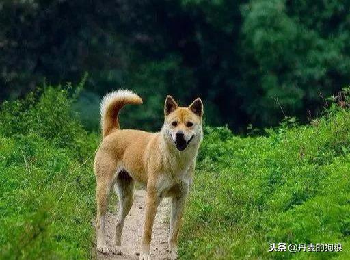 比格犬的优缺点有哪些？其性格特点又如何？