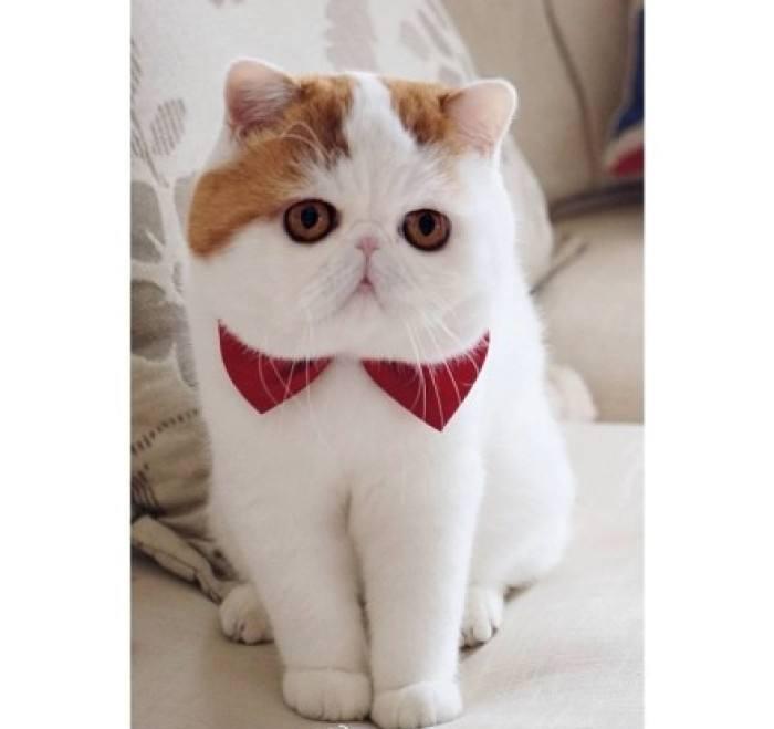 猫咪突然发飙是为啥？