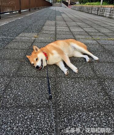 新手放风筝为什么总像在遛狗？