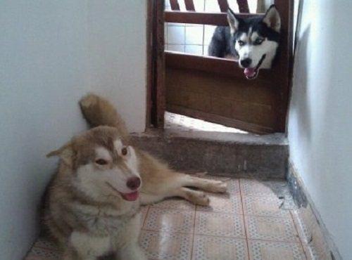 母狗生殖器护理做不对会让毛孩遭多大罪？