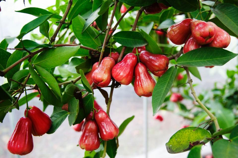 淘宝农场真能免费换水果？新手入门攻略来了！