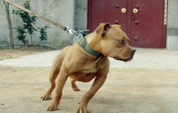 比特犬真的像传说中那么可怕吗? 比特犬真的像传说中那么可怕吗?