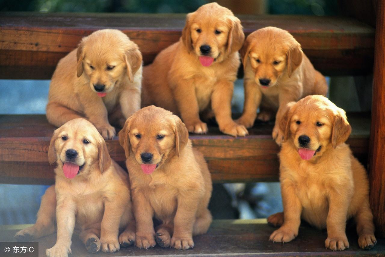 马俏到底怎么玩才能快速上手？