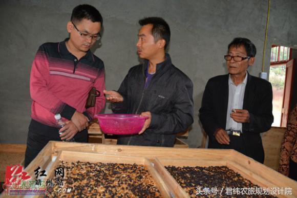 养湖南黄粉虫真的能月入过万吗？