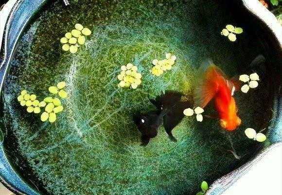 养观赏鱼不用过滤系统真的会死吗？