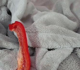 荷兰鼠真的适合新手饲养吗？