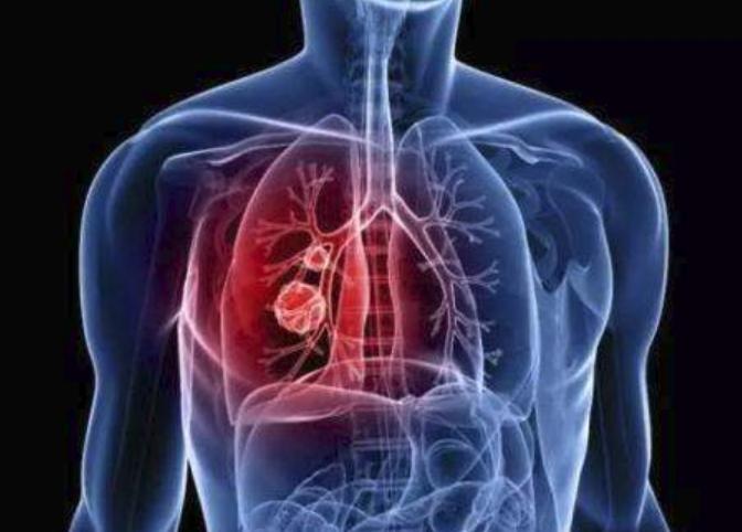 养长毛吉娃娃到底有多烧钱？