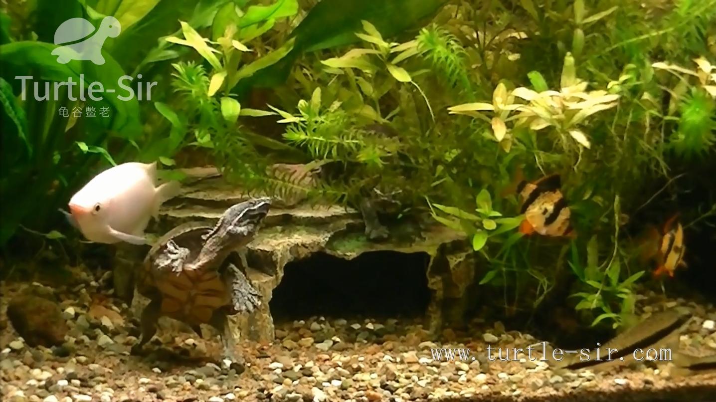 清道夫鱼真的能啃干净鱼缸吗？