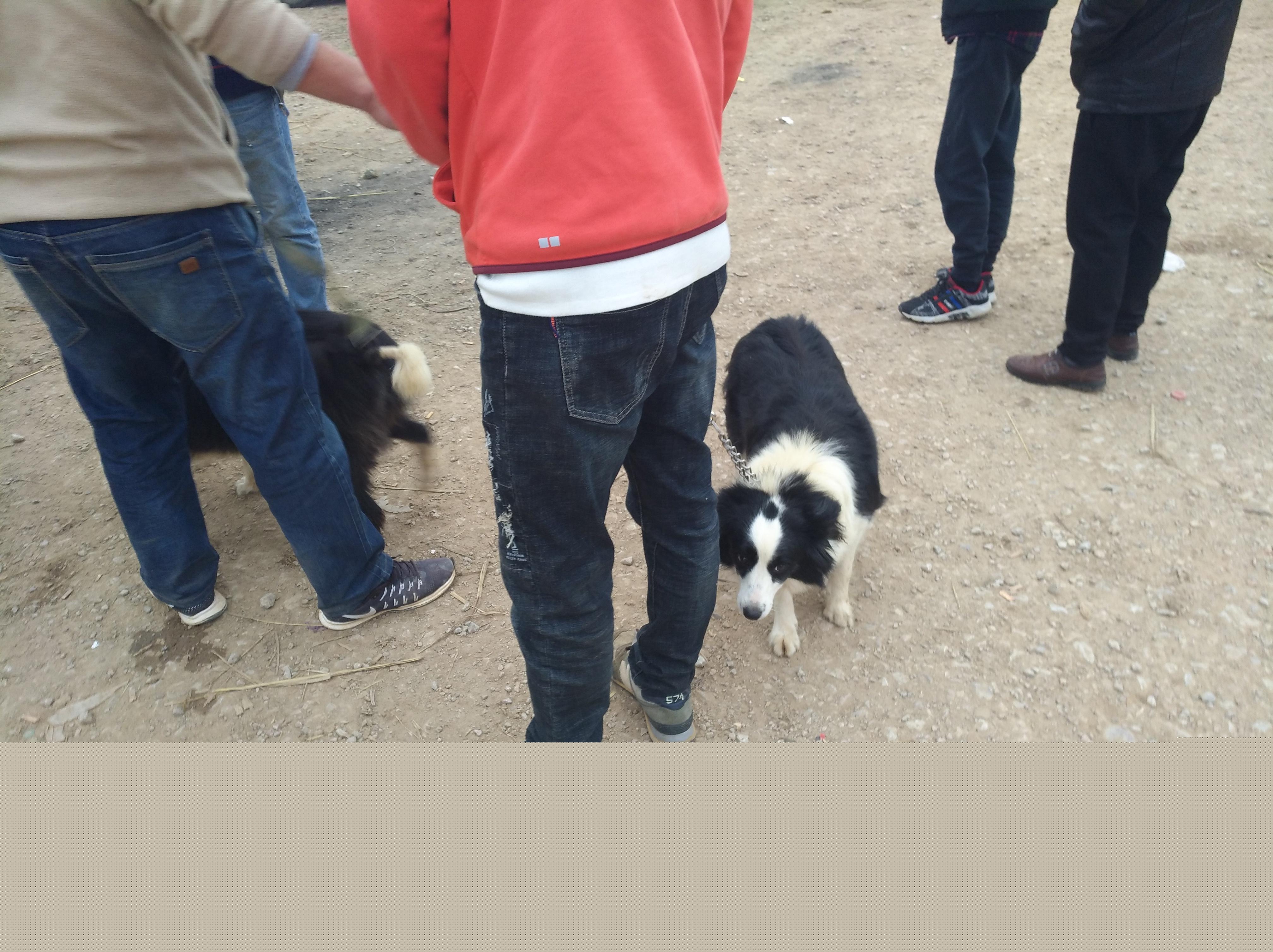 边境牧羊犬价格为啥差这么多？