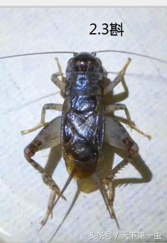 蛐蛐和蟋蟀到底是不是同一只虫？