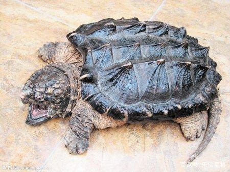 淘宝店铺排名上不去？新手如何快速冲到首页？