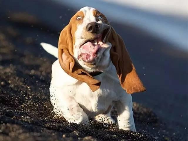 为什么你养的巴吉度总在拆家？