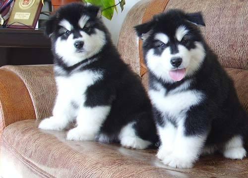 阿拉斯加和哈士奇到底有啥区别？