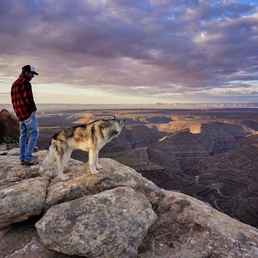 你家哈士奇真的是狼吗？