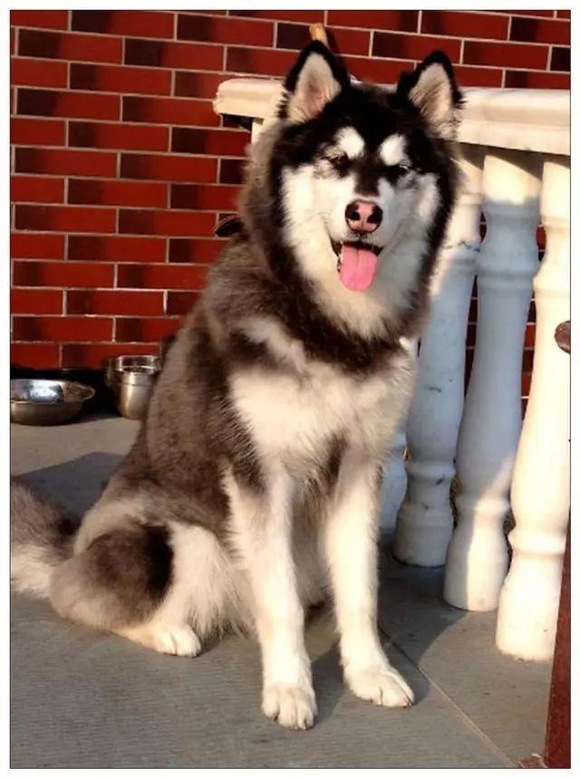 阿拉斯加雪橇犬真的适合新手养吗？