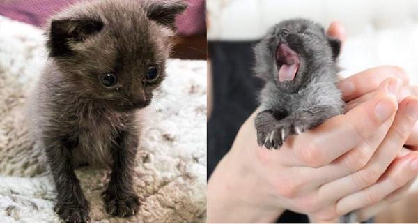 你家猫的眼睛会突然变色吗？