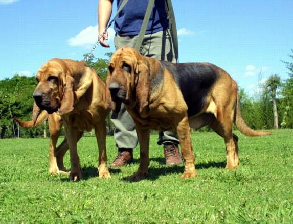 养巴赛特猎犬真的像传说中那么难吗？