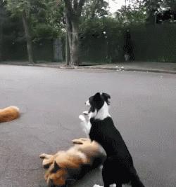 边境牧羊犬真的聪明到能当家庭宠物吗？