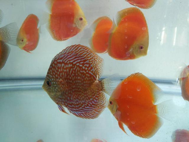 红箭鱼到底有多少种值得养？