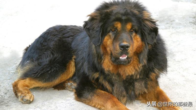 藏獒为何成不了警犬？揭秘藏獒不适合警犬工作的原因