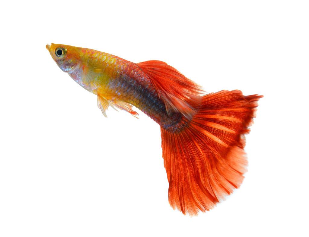 孔雀鱼到底有多少种？哪种最好养？