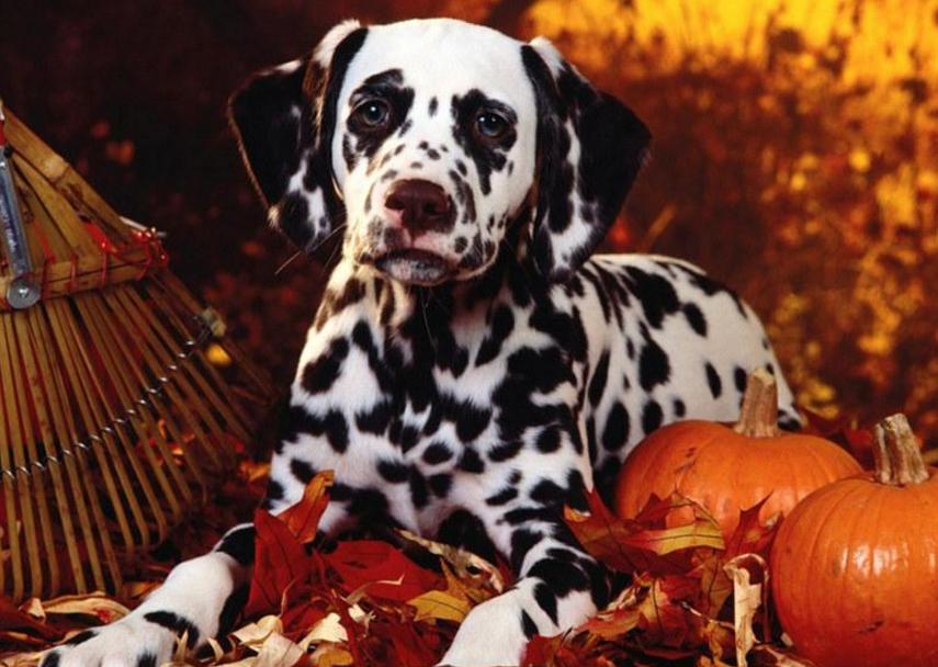 养大麦町犬真的像电影里那么拉风吗？