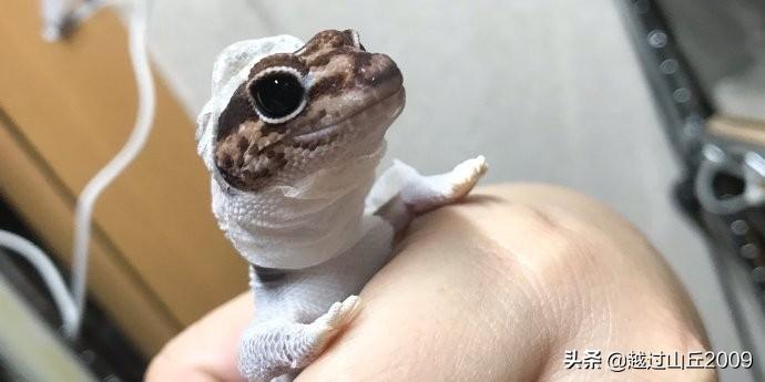 守宫是壁虎还是蜥蜴？