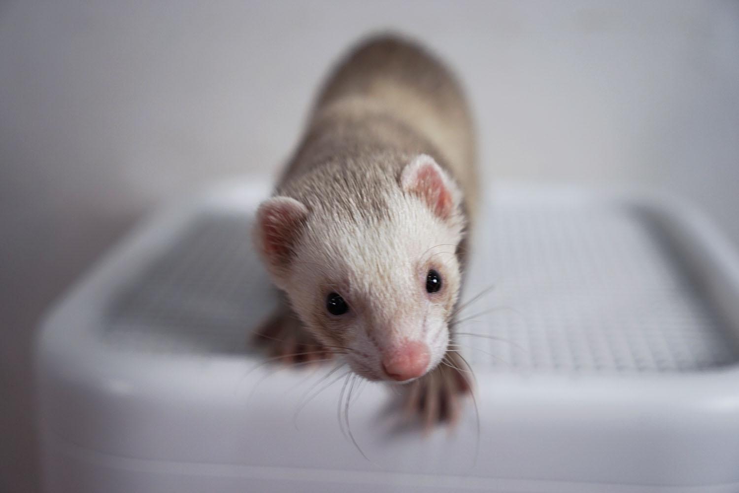 宠物貂会有异味吗？每天清理笼子每周至少洗1次澡