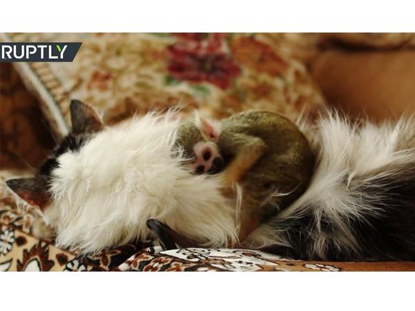 松鼠猴真的能当宠物养吗？