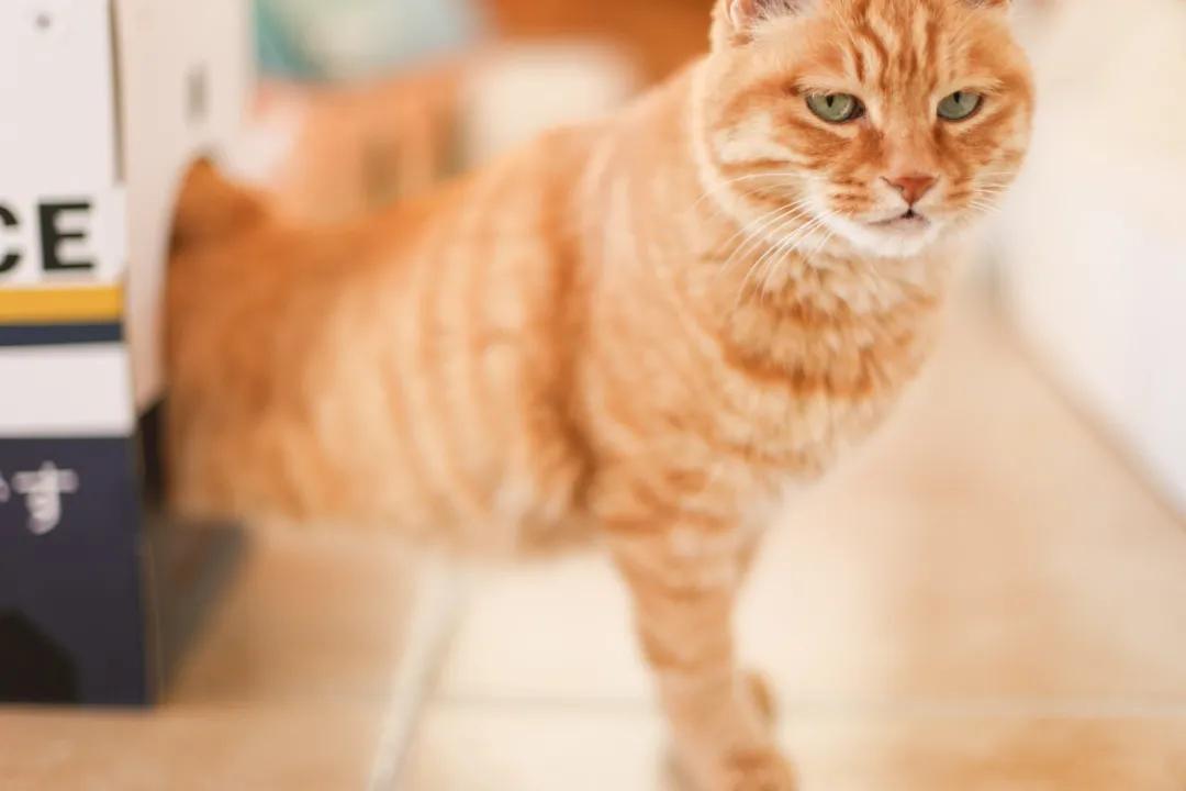 在淘狗网买宠物到底靠不靠谱？