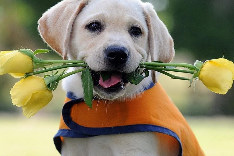 拉布拉多真的是最完美的家庭犬吗？