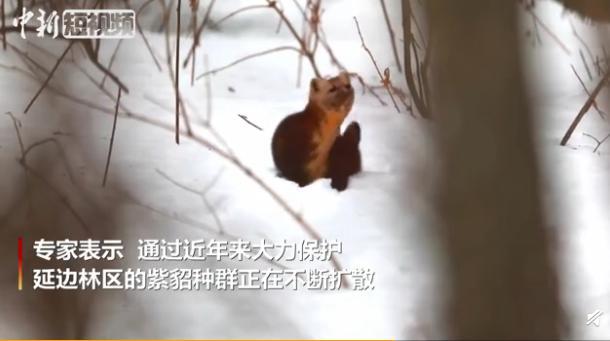 宠物貂能长多大？一般体长为35 - 40厘米你知道吗