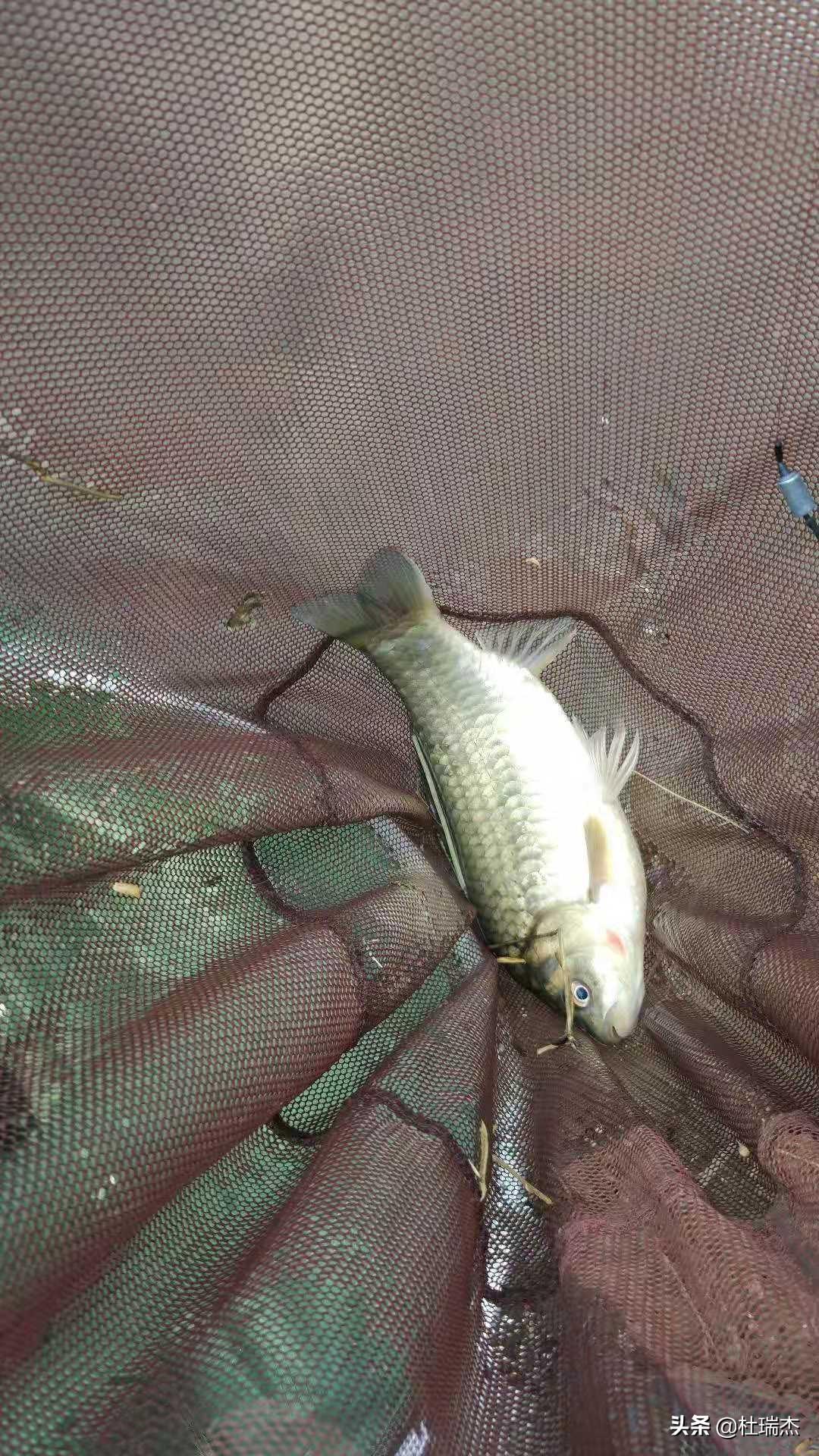 野钓马口鱼必须买几千块的装备吗？