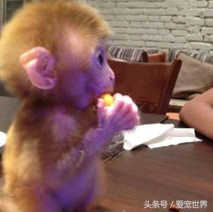 养石猴当宠物真的像网上说的那么美好吗？