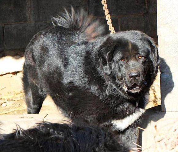 虎头獒真的适合新手饲养吗？