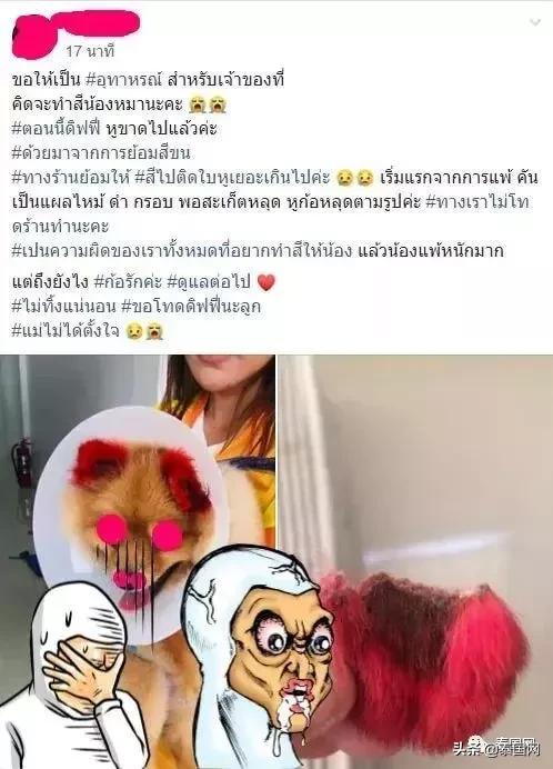 狗狗常见的耳部问题有哪些及如何应对？