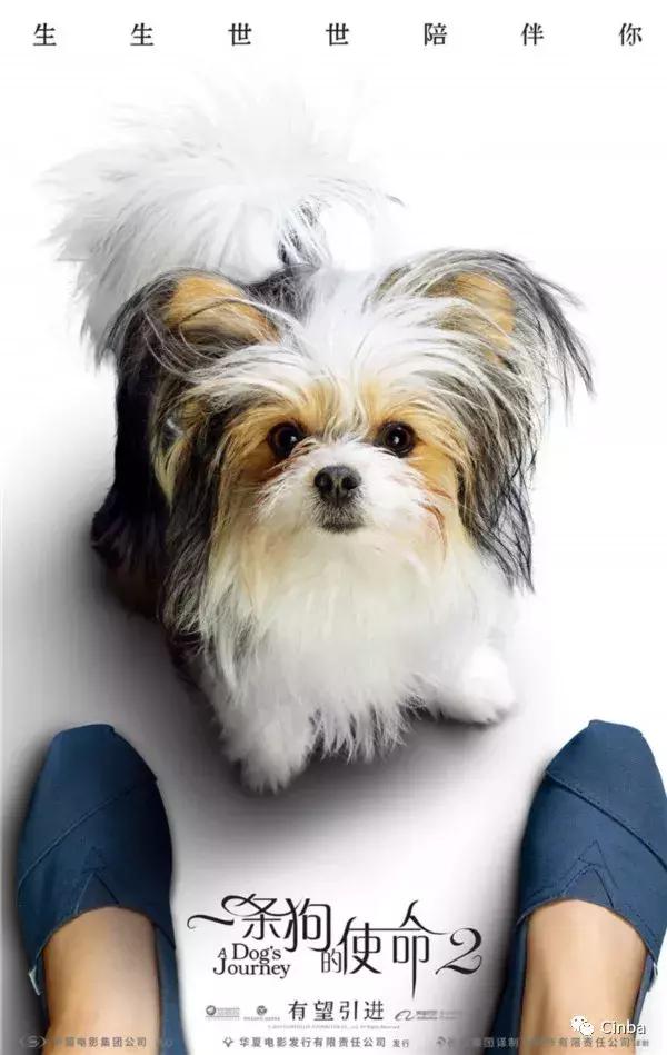 贵妇人犬真的适合新手养吗？