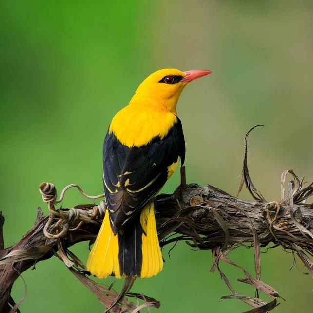 黄鹂鸟价格为啥相差几十倍？