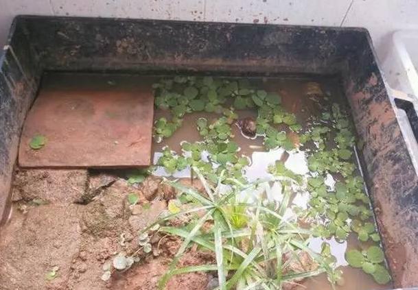 养龟水质管理指南：如何保持龟缸水质清洁与健康